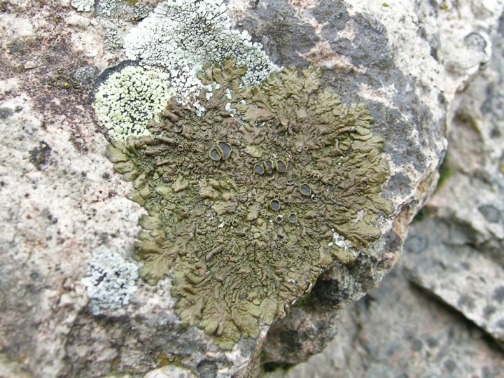 Parmelia sp? pour le lichen foliacé