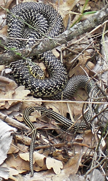 serpent - 1.jpg