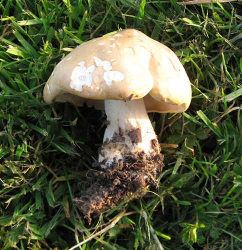 Trichol St Georges.jpg