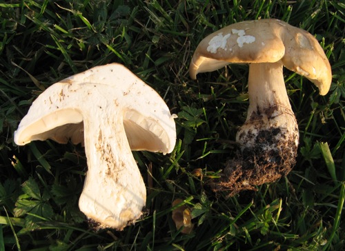 Trichol St Georges (3).jpg