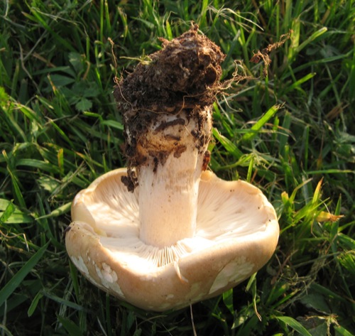 Trichol St Georges (2).jpg