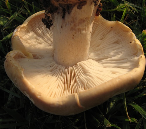 Trichol St Georges (1).jpg