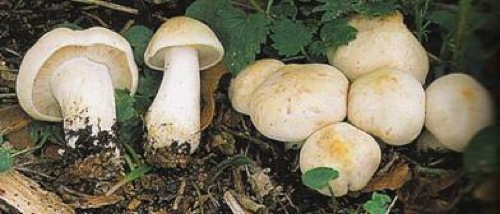 Calocybe gambosa.jpg