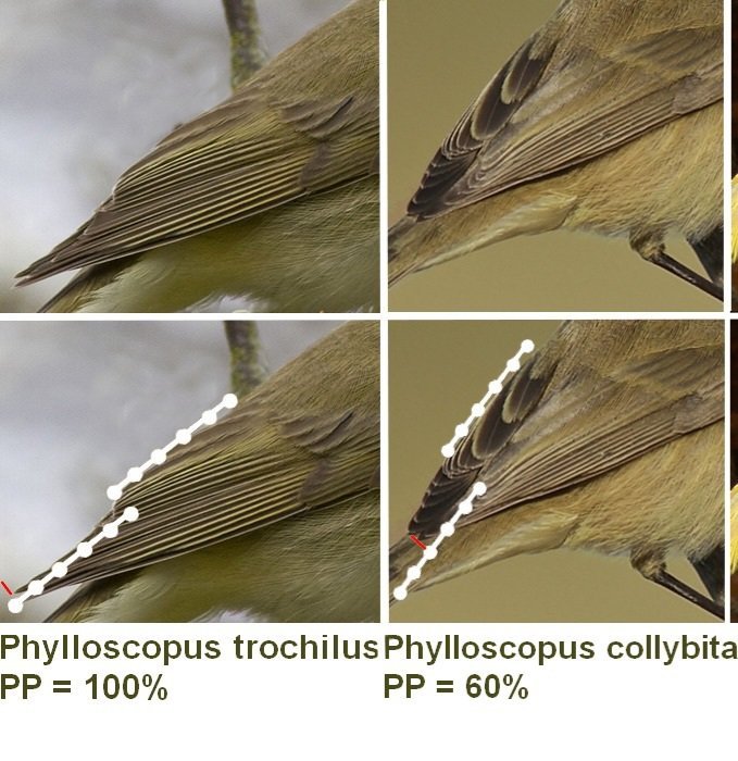 phylloscopus_pp1.jpg
