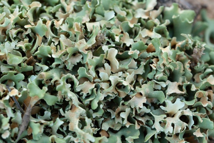 lichen-3.jpg