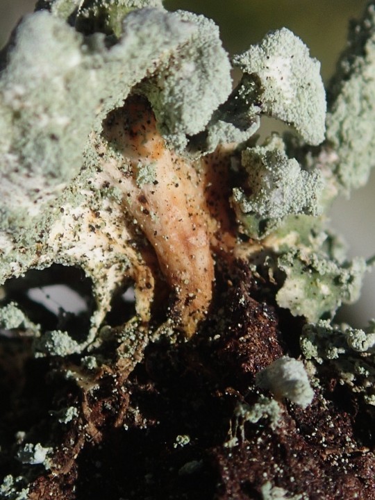Cladonia digitata morpho. ceruchoides [18] [2021-09-04] (11).JPG