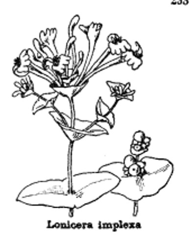 lonicera_implexa.jpg
