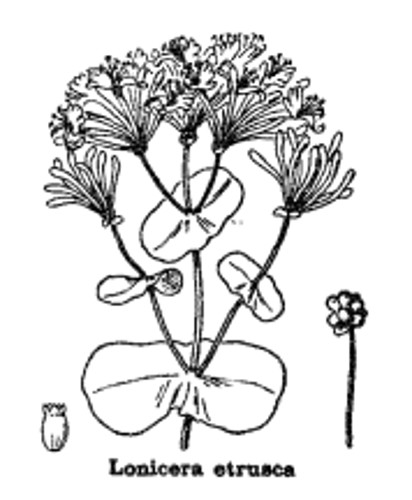 lonicera_etrusca.jpg