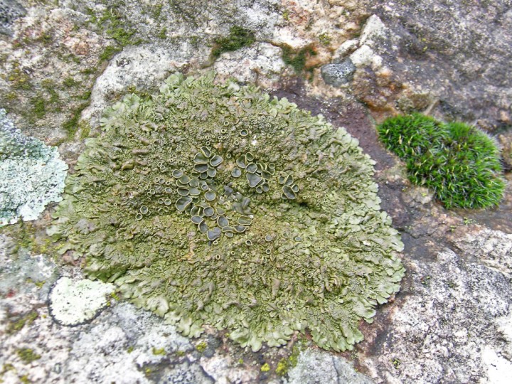 Parmelia sp? pour le lichen foliacé