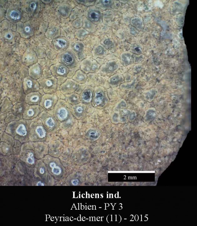 Lichen sp 1b-PY 3-2015-LG.jpg