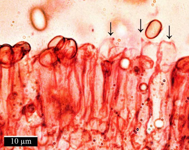 Hygrophoropsis aurantiaca-Baside-St André-04 2016-LG.jpg