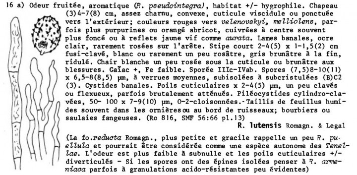 Clé monographique des russules  d'Europe, Marcel Bon, Documents mycologiques, fascicule 70-71, mars 1988.