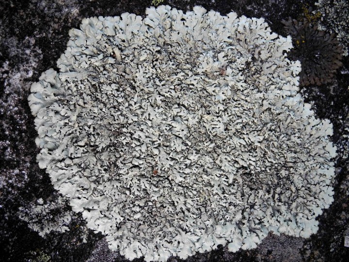 thalle gris, pouvant être confondu avec X. stenophylla