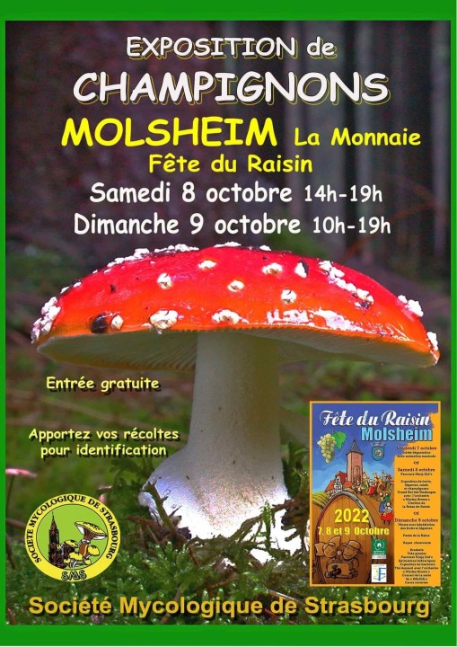 Exposition de champignons molsheim 2022.jpg